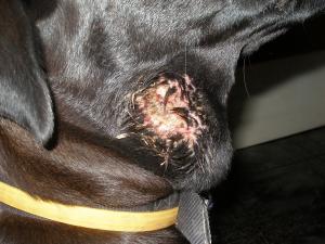 Прикачена снимка