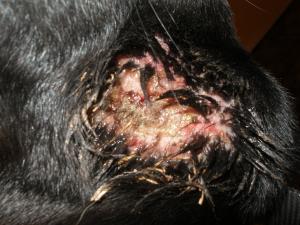 Прикачена снимка