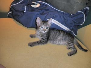 Прикачена снимка