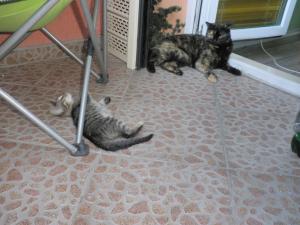 Прикачена снимка