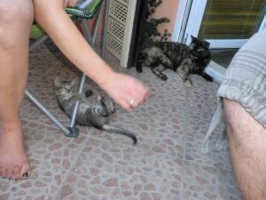 Прикачена снимка