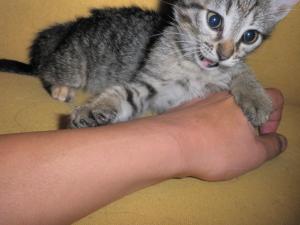 Прикачена снимка