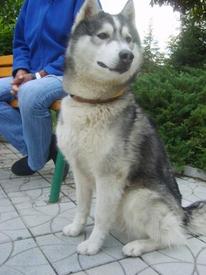 Прикачена снимка
