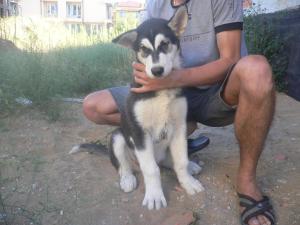 Прикачена снимка