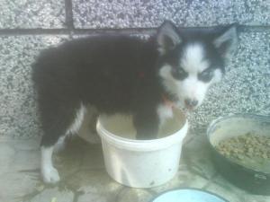Прикачена снимка