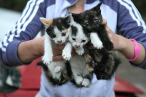 Прикачена снимка