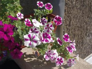 Прикачена снимка