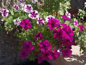 Прикачена снимка