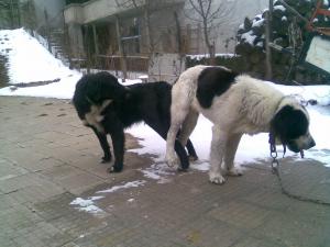 Прикачена снимка