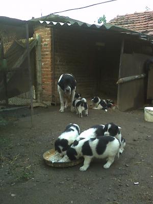 Прикачена снимка