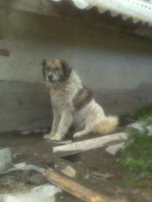 Прикачена снимка