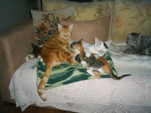 Прикачена снимка