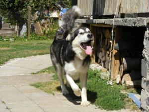 Прикачена снимка