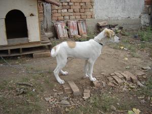 Прикачена снимка