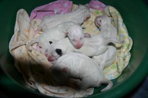 Прикачена снимка