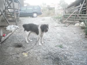 Прикачена снимка