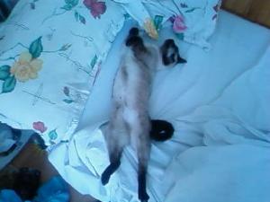 Прикачена снимка