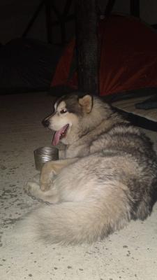 Прикачена снимка
