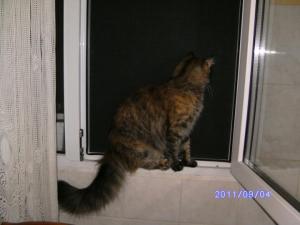 Прикачена снимка