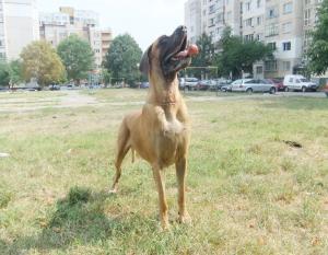 Прикачена снимка