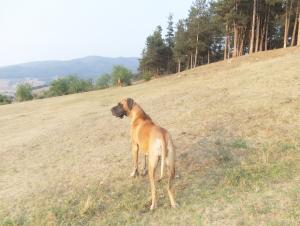 Прикачена снимка