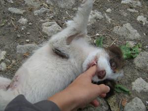 Прикачена снимка