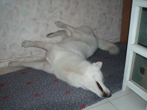 Прикачена снимка