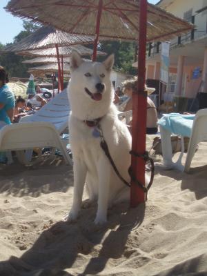Прикачена снимка