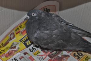 Прикачена снимка