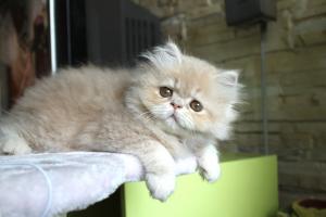 Прикачена снимка