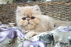 Прикачена снимка