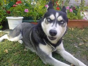 Прикачена снимка