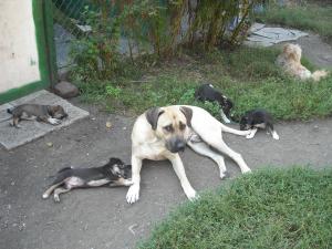 Прикачена снимка