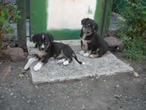 Прикачена снимка