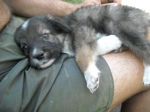 Прикачена снимка