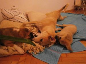 Прикачена снимка