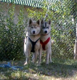 Прикачена снимка