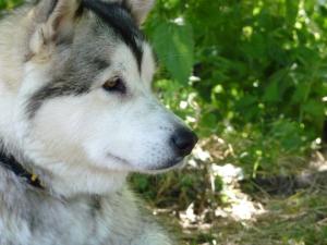 Прикачена снимка
