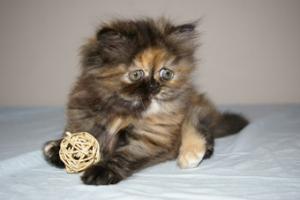 Прикачена снимка