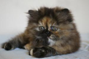 Прикачена снимка