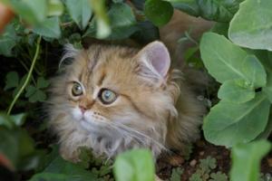 Прикачена снимка