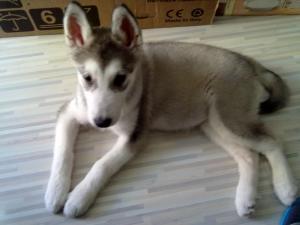 Прикачена снимка