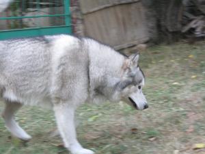 Прикачена снимка
