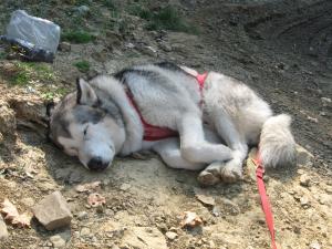 Прикачена снимка