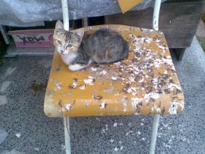 Прикачена снимка