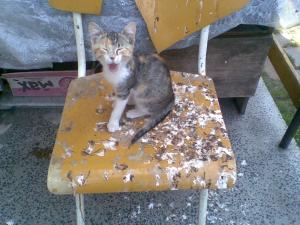 Прикачена снимка