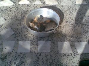 Прикачена снимка