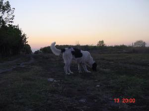 Прикачена снимка