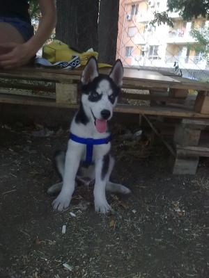 Прикачена снимка