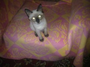 Прикачена снимка